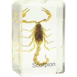 Préparation permanente - scorpion