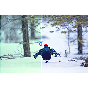 Zeiss SFL 10x40