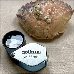 Opticron | 6x Loupe pliante en métal